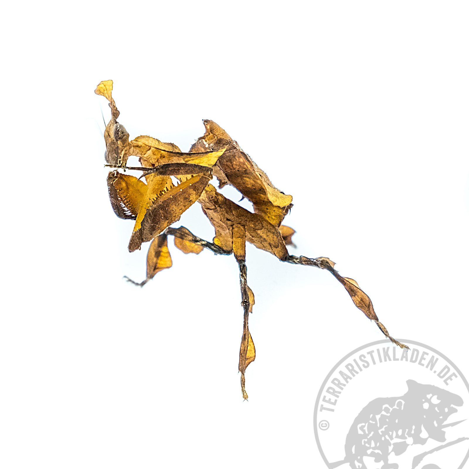 Phyllocrania paradoxa - Geistemantis