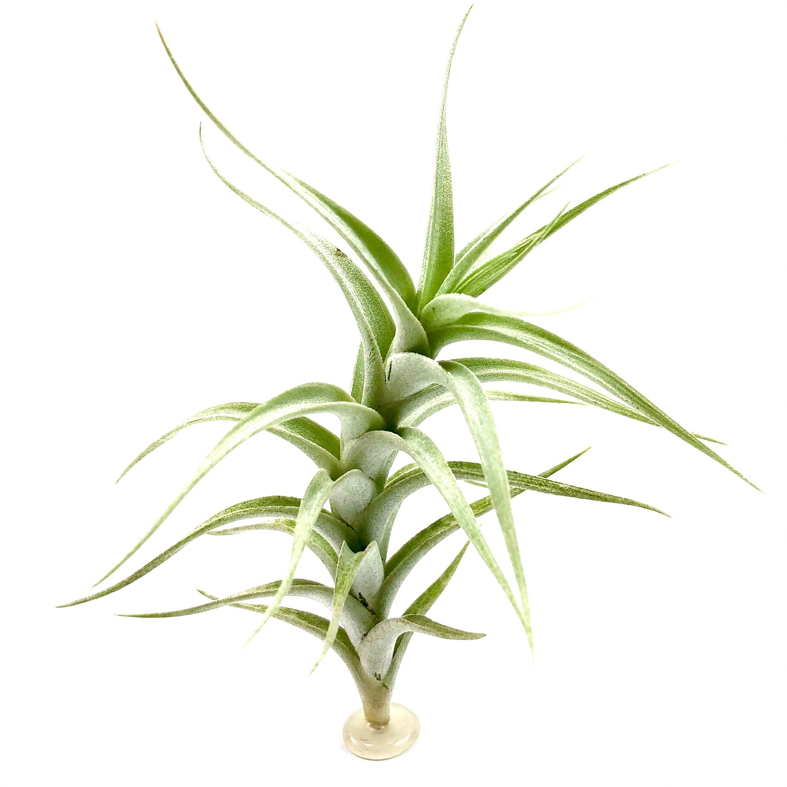 Tillandsia albida minor