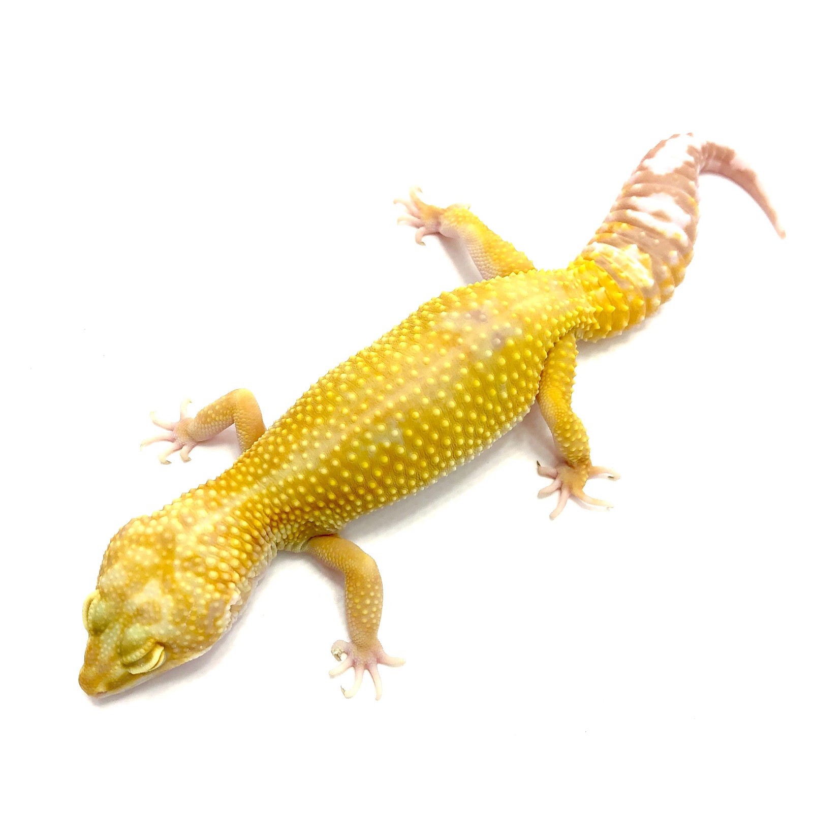 Leopardgecko Albino Mandarin Tangerine