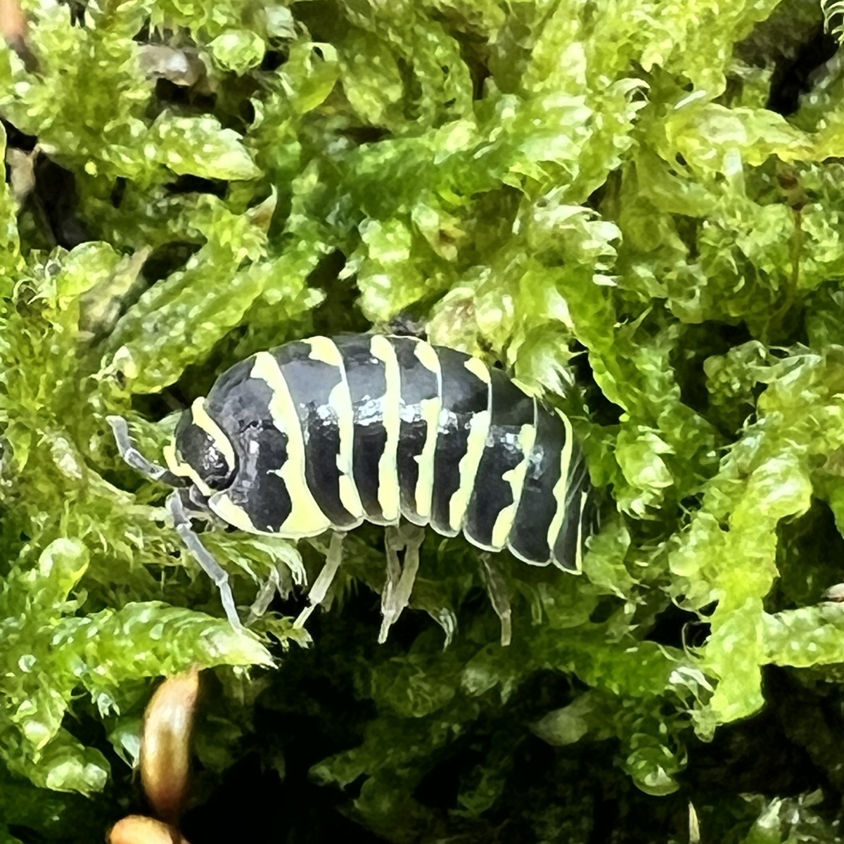 Armadillidium maculatum "Yellow"