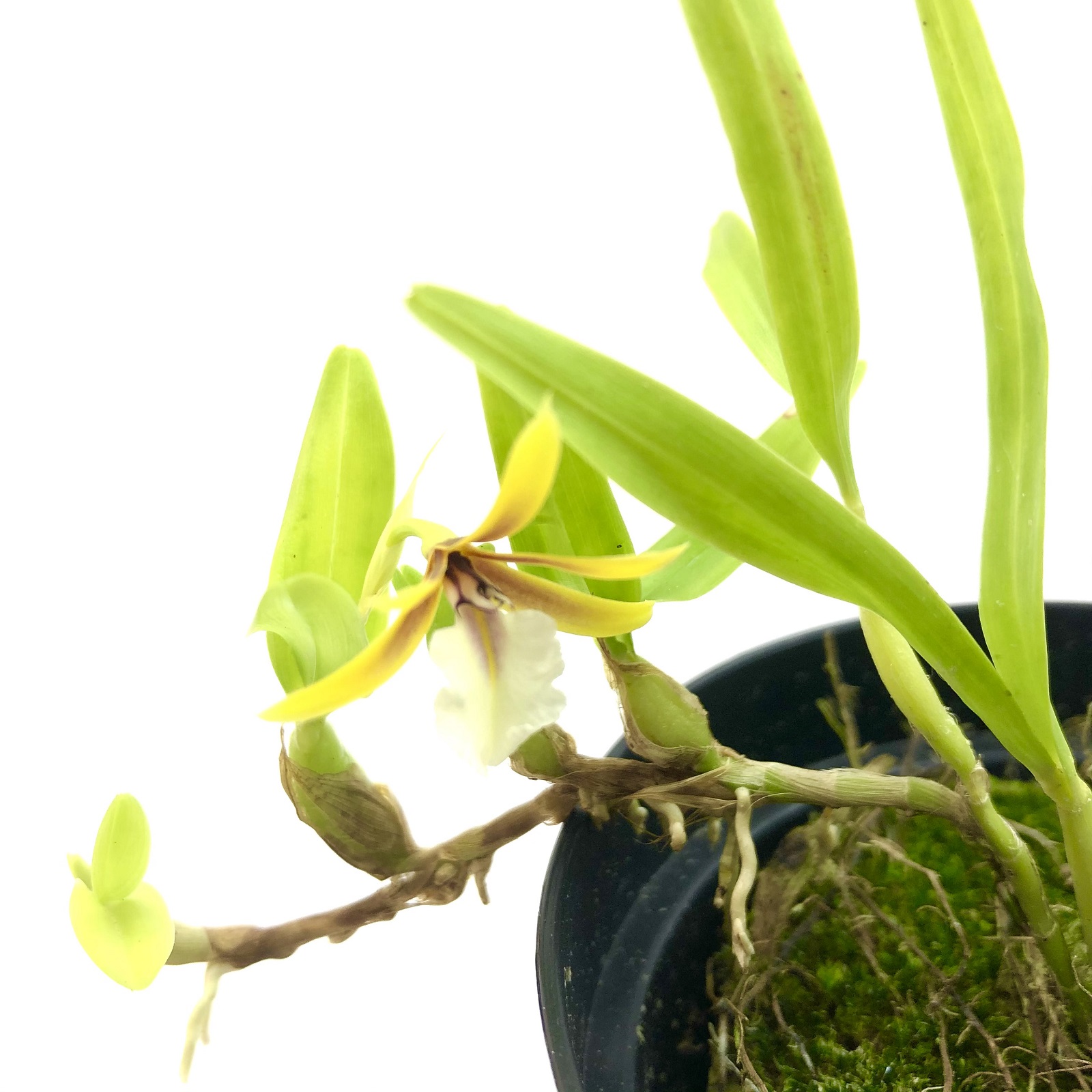 Epidendium polybulbon Orchidee