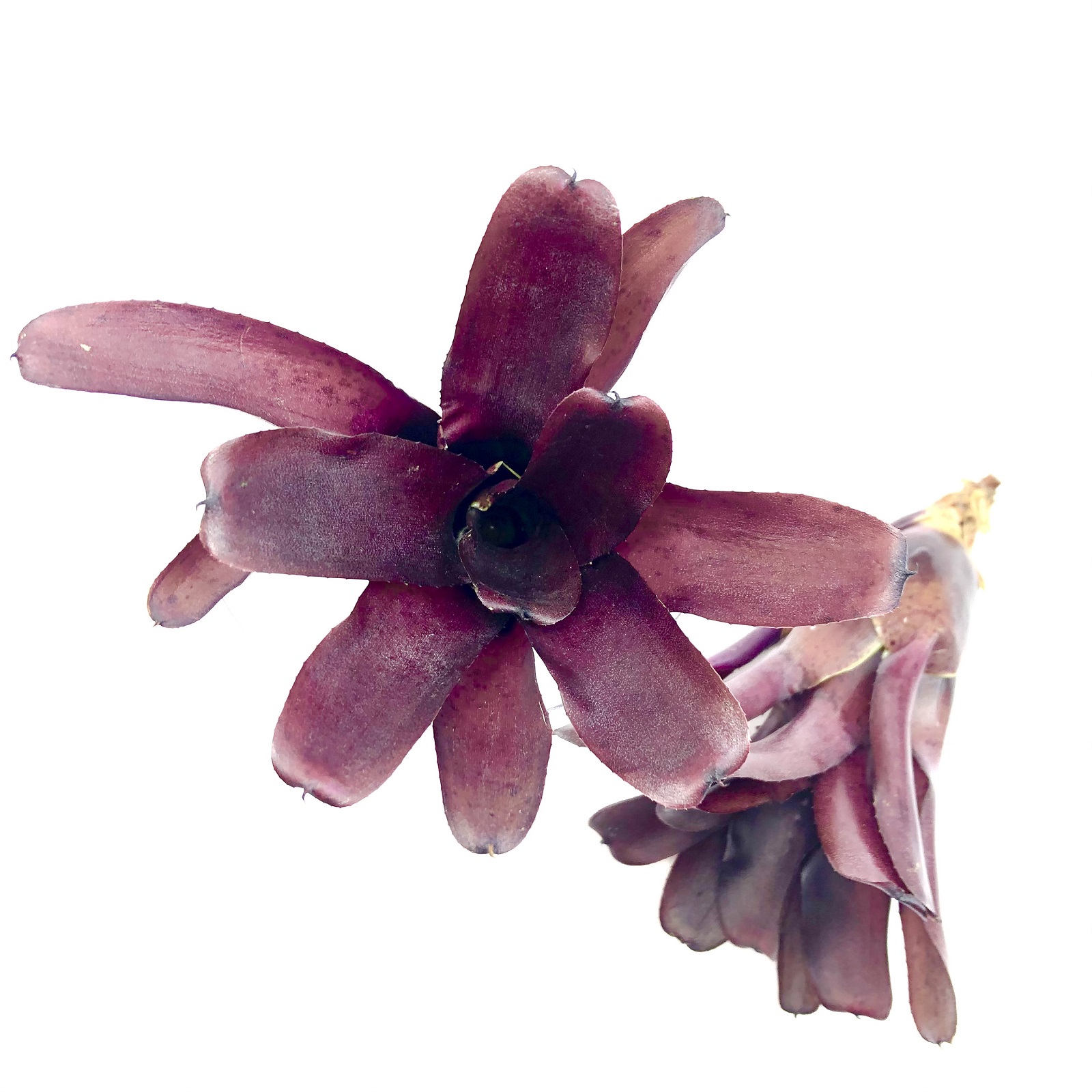 Neoregelia amazon red