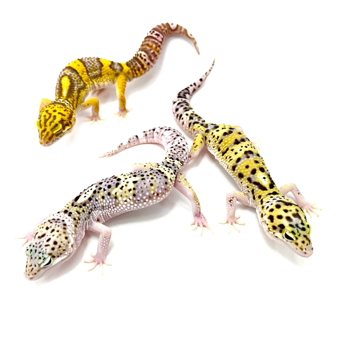 Designer Mix Leopardgecko