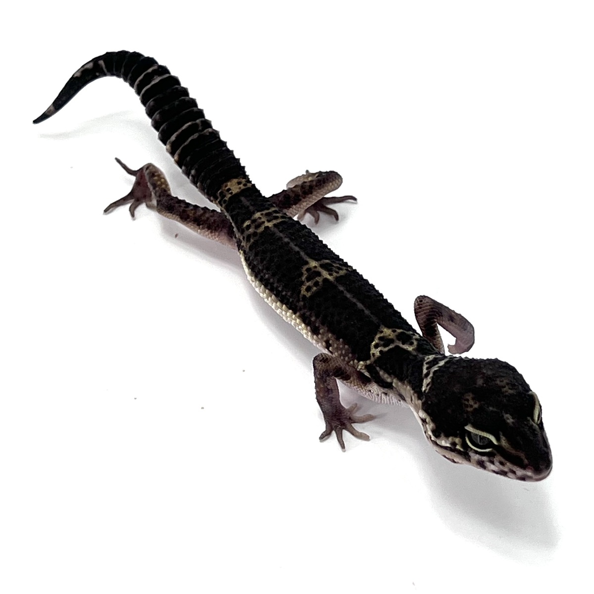 Charcoal Leopardgecko