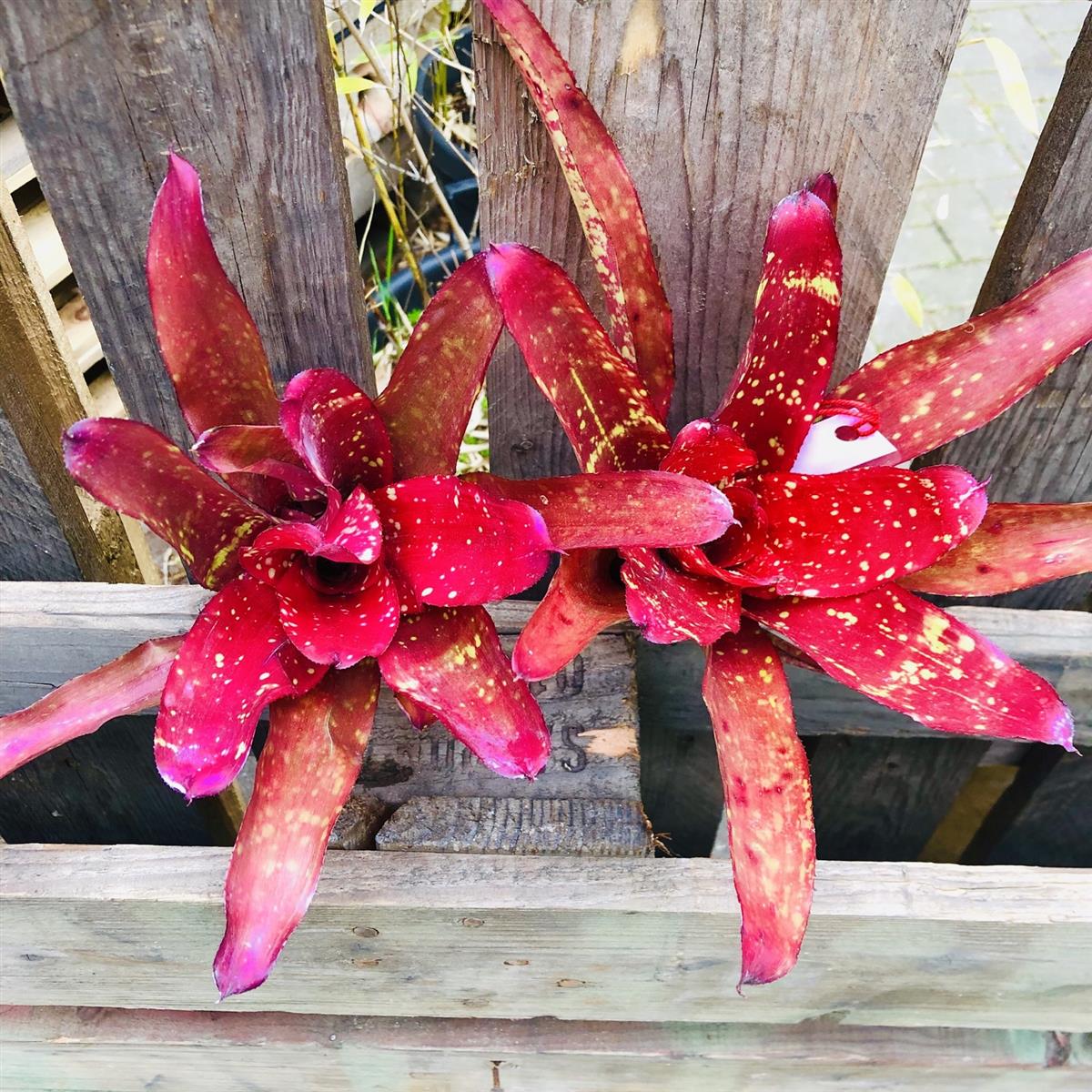 Neoregelia Bright Eye Bromelie