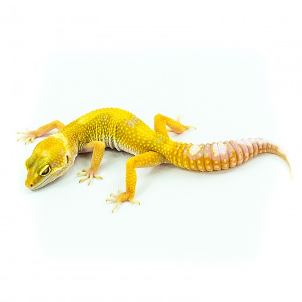 Leopardgecko Albino Mandarin Tangerine