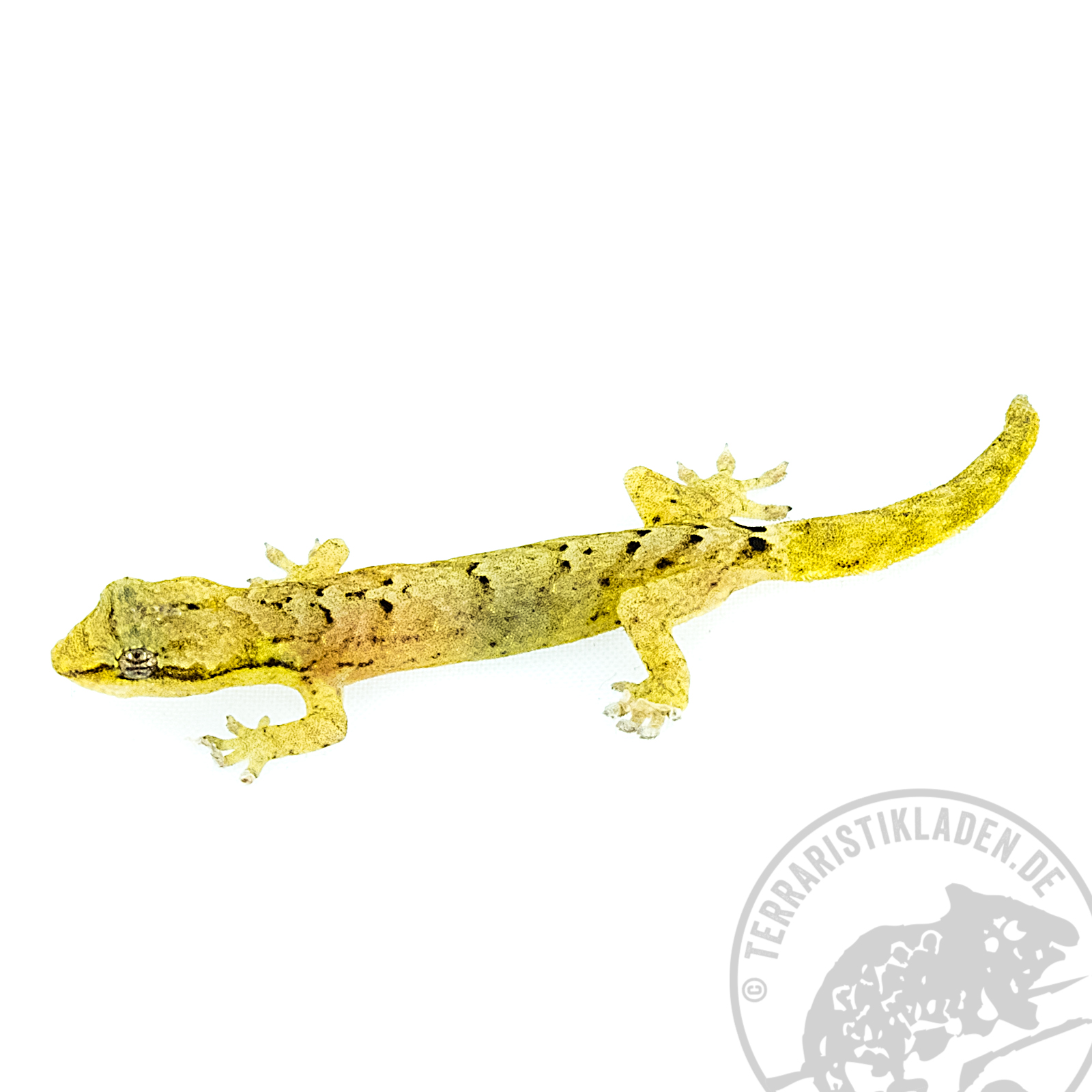 Lepidodactylus lugubris Jungferngecko