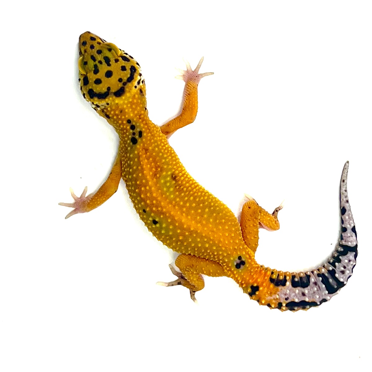 Emerine Tangerine Leopardgecko