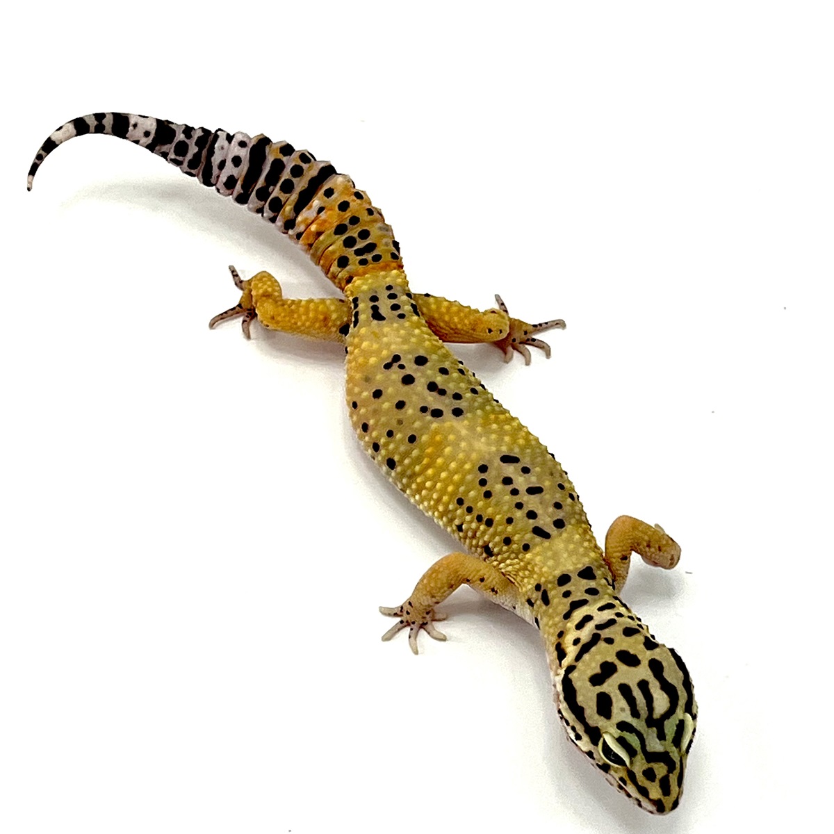 Black Night Tangerine Leopardgecko