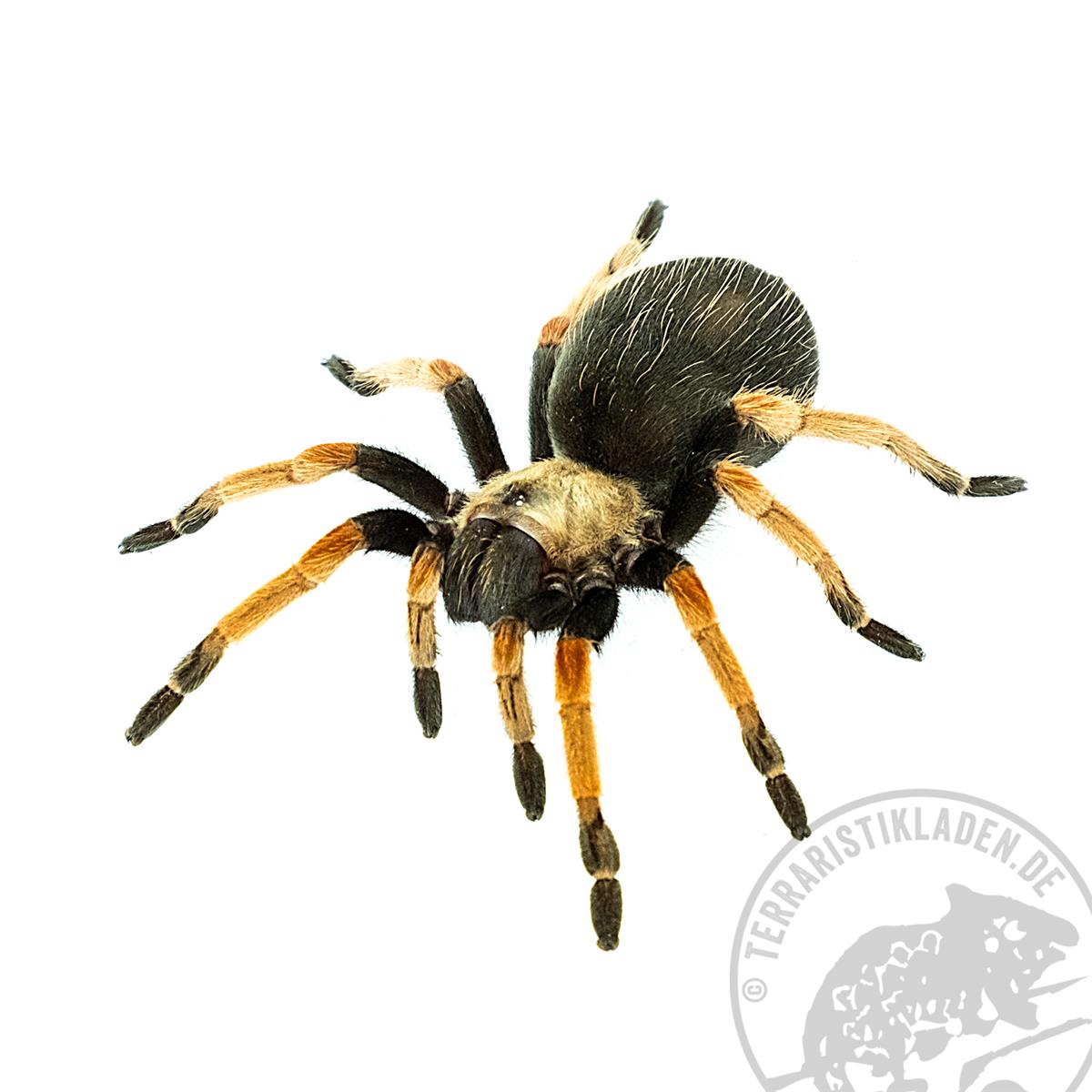 Brachypelma boehmei