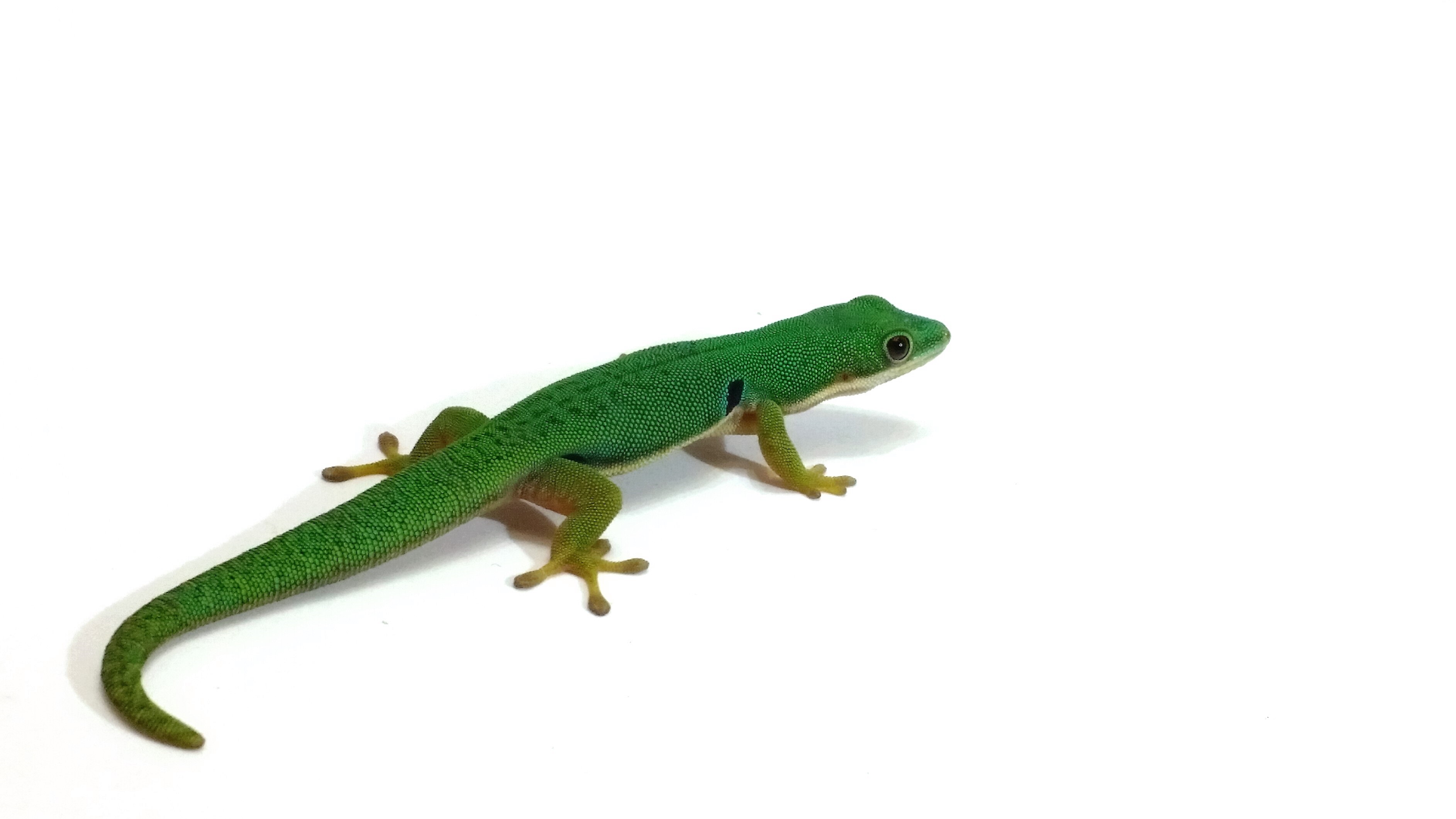 Phelsuma quadriocellata