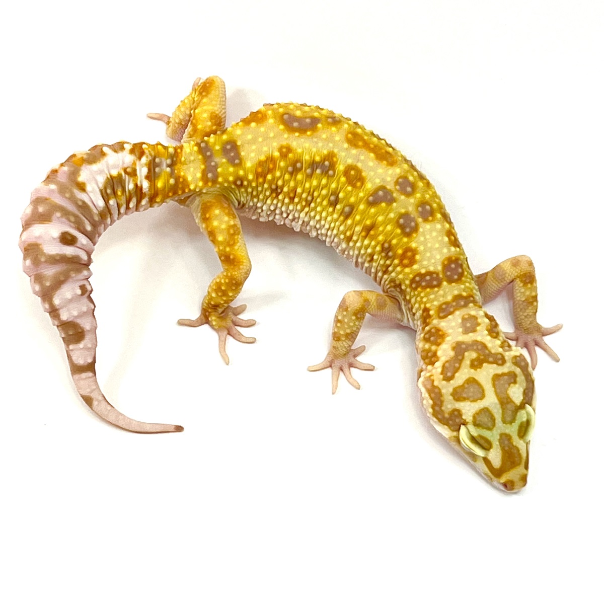 Zorro Mandarin Leopardgecko