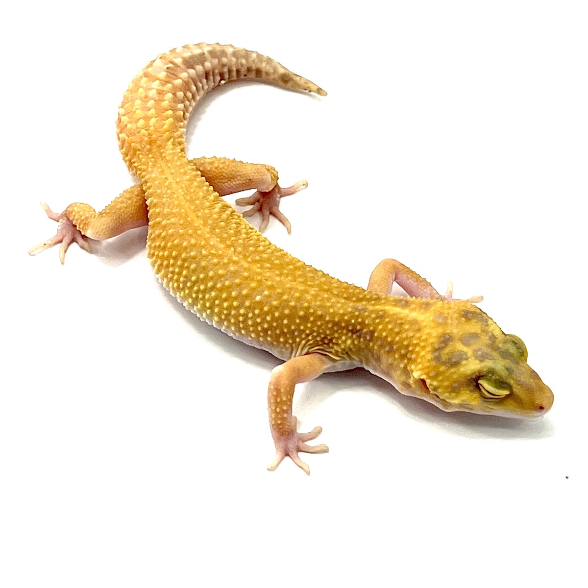 Patternless Albino Tangerine Leopardgecko