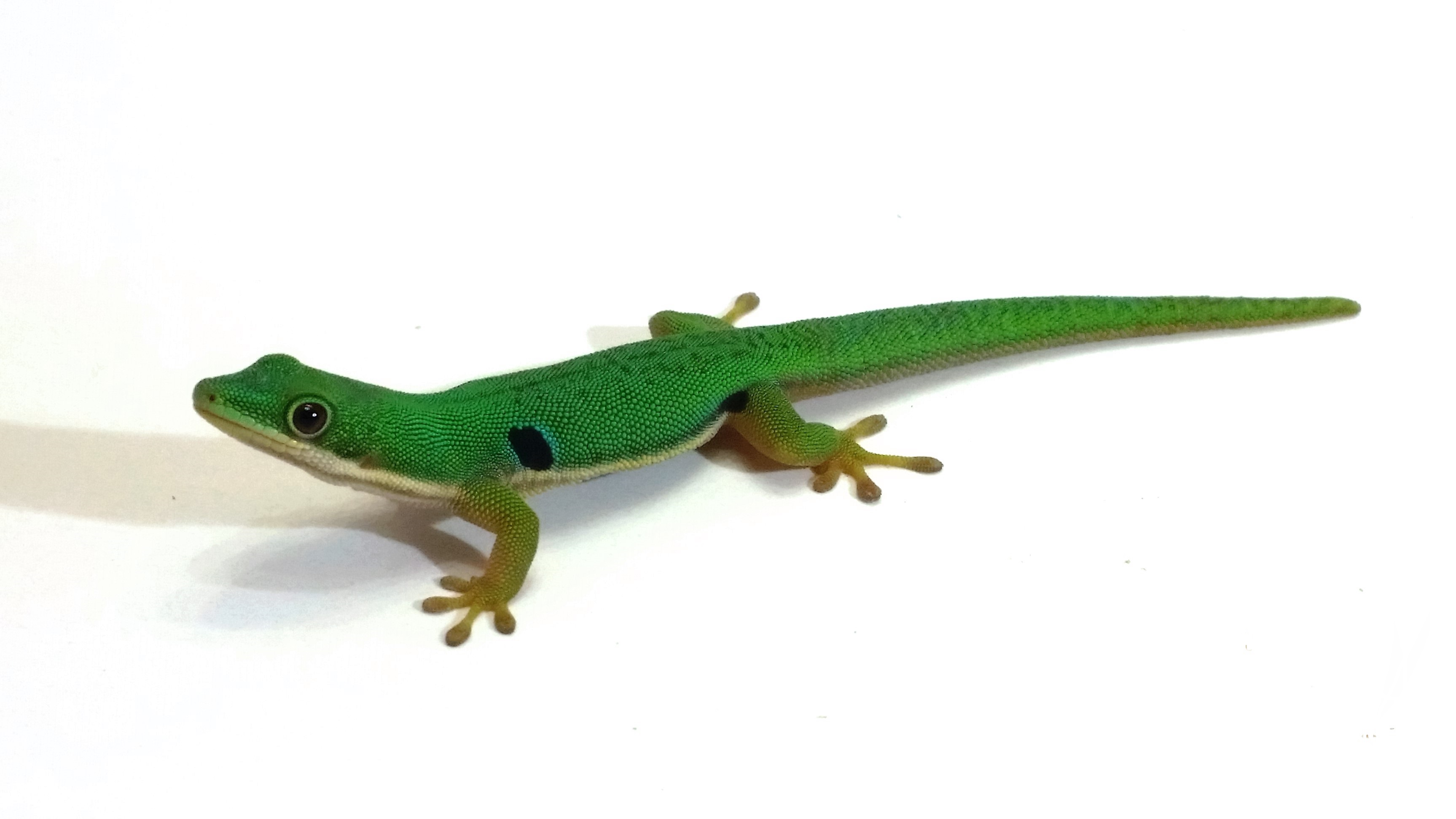 Phelsuma quadriocellata