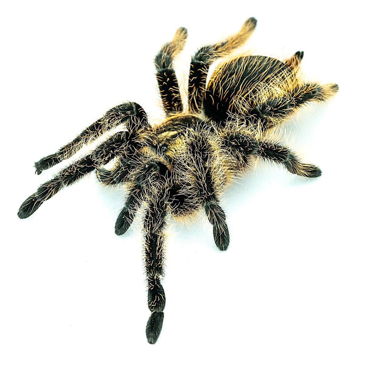 Tliltocatl "Brachypelma" albopilosum