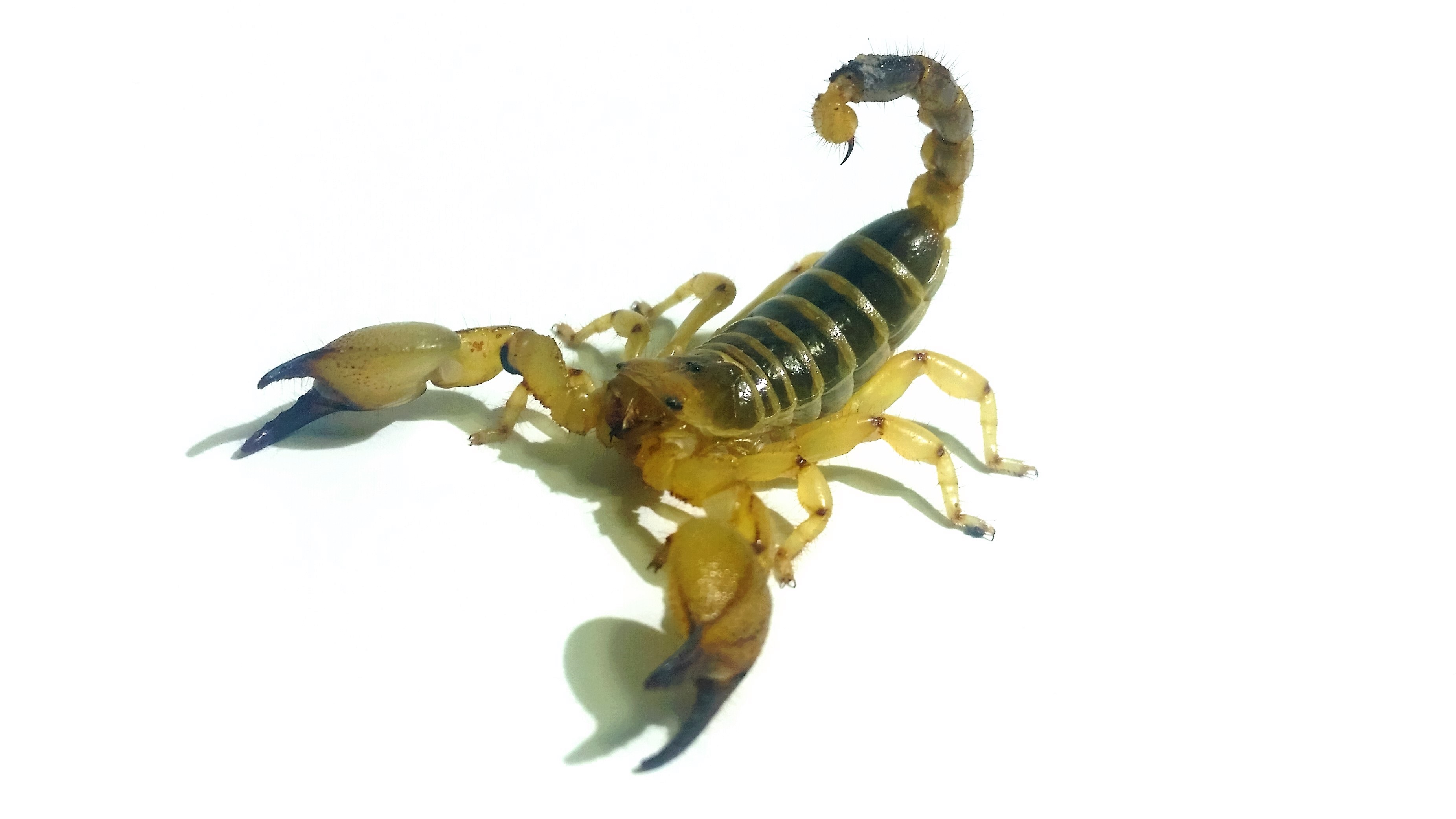 Scorpio maurus