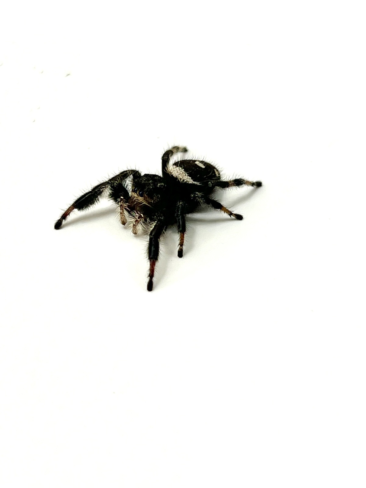 Phidippus regius Springspinne