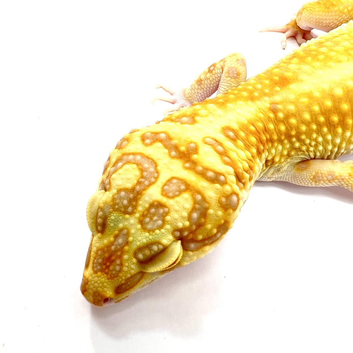 Jungle Copper Designer Leopardgecko