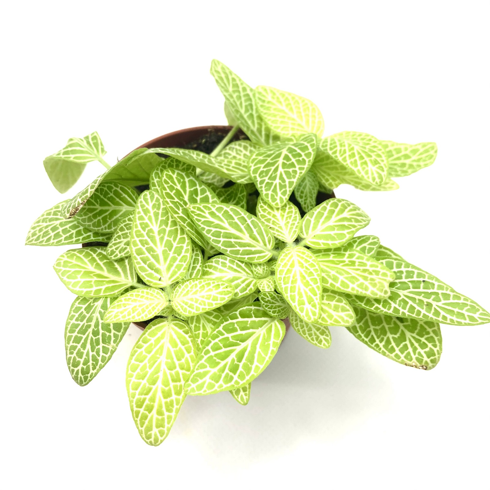 Fittonia lime light Mosaikpflanze