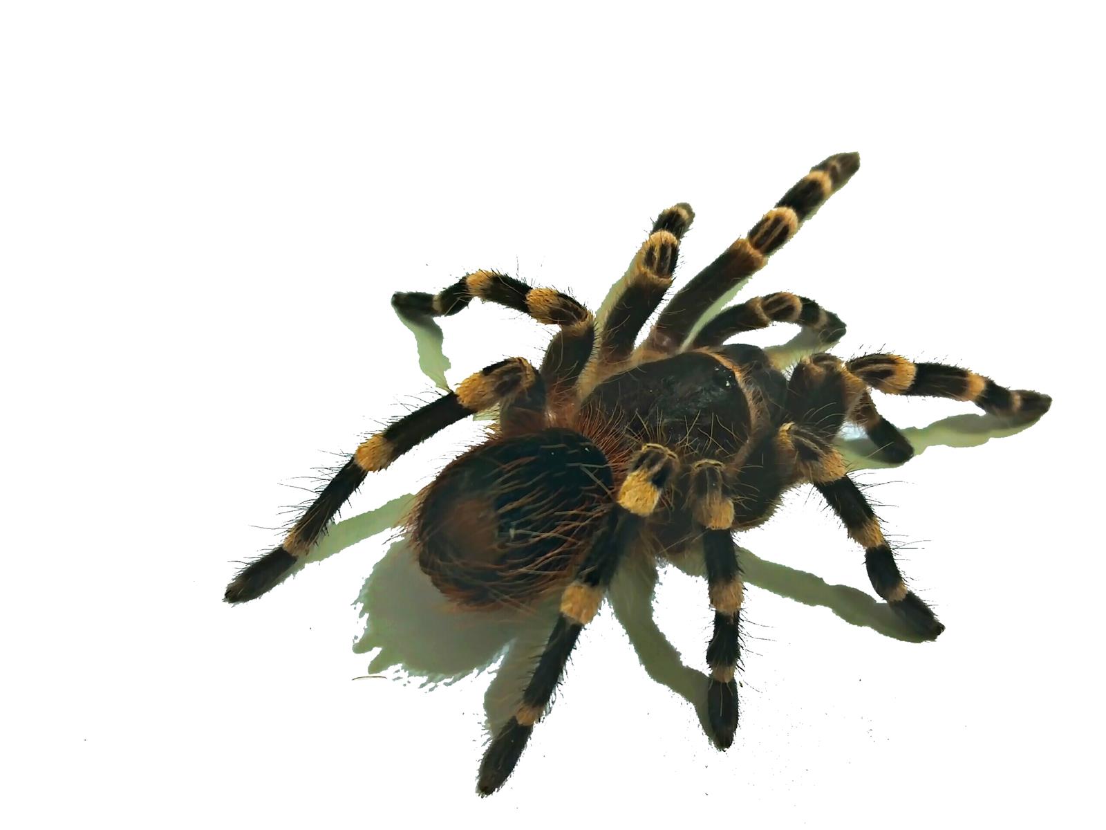 Acanthoscurria geniculata