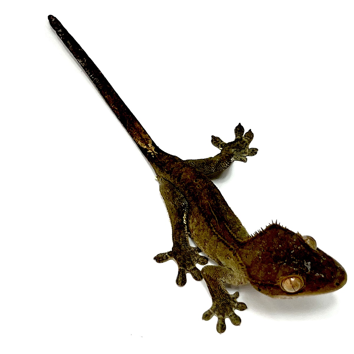 Axanthic Kronengecko