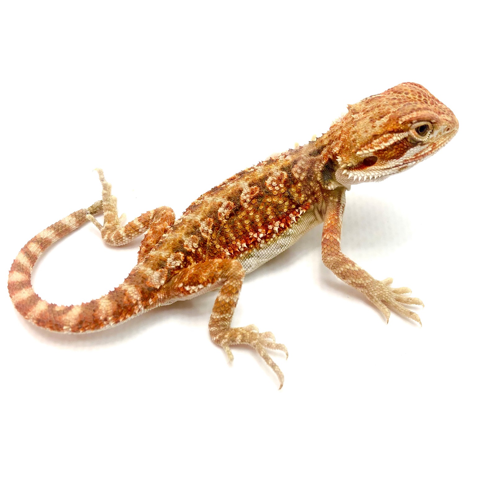 Hypo Red Bartagame