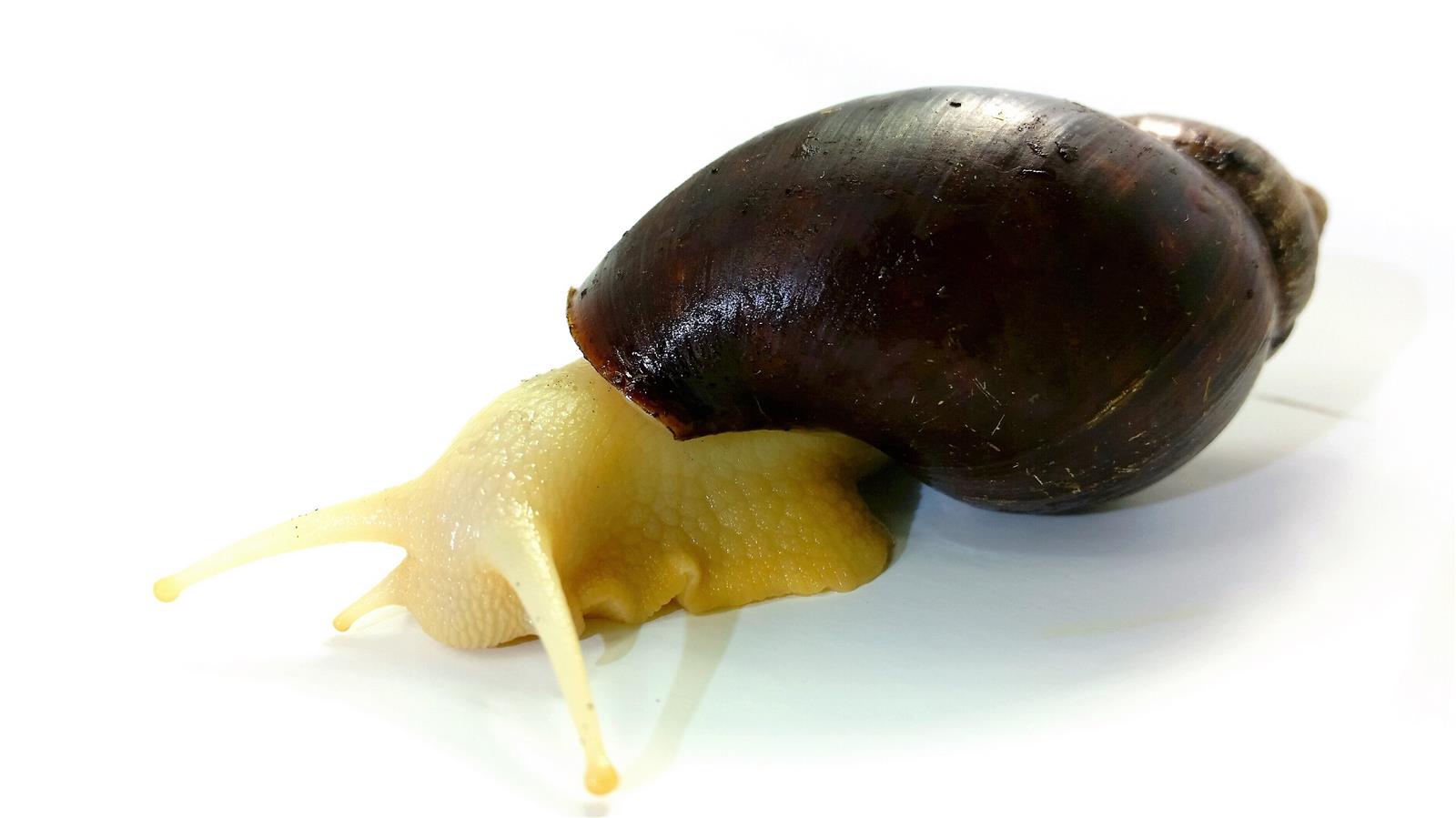 Achatina sp.