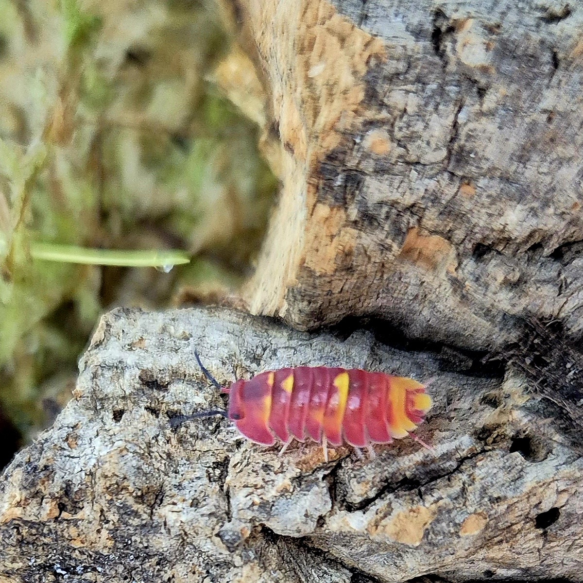 Merulanella sp. Scarlet