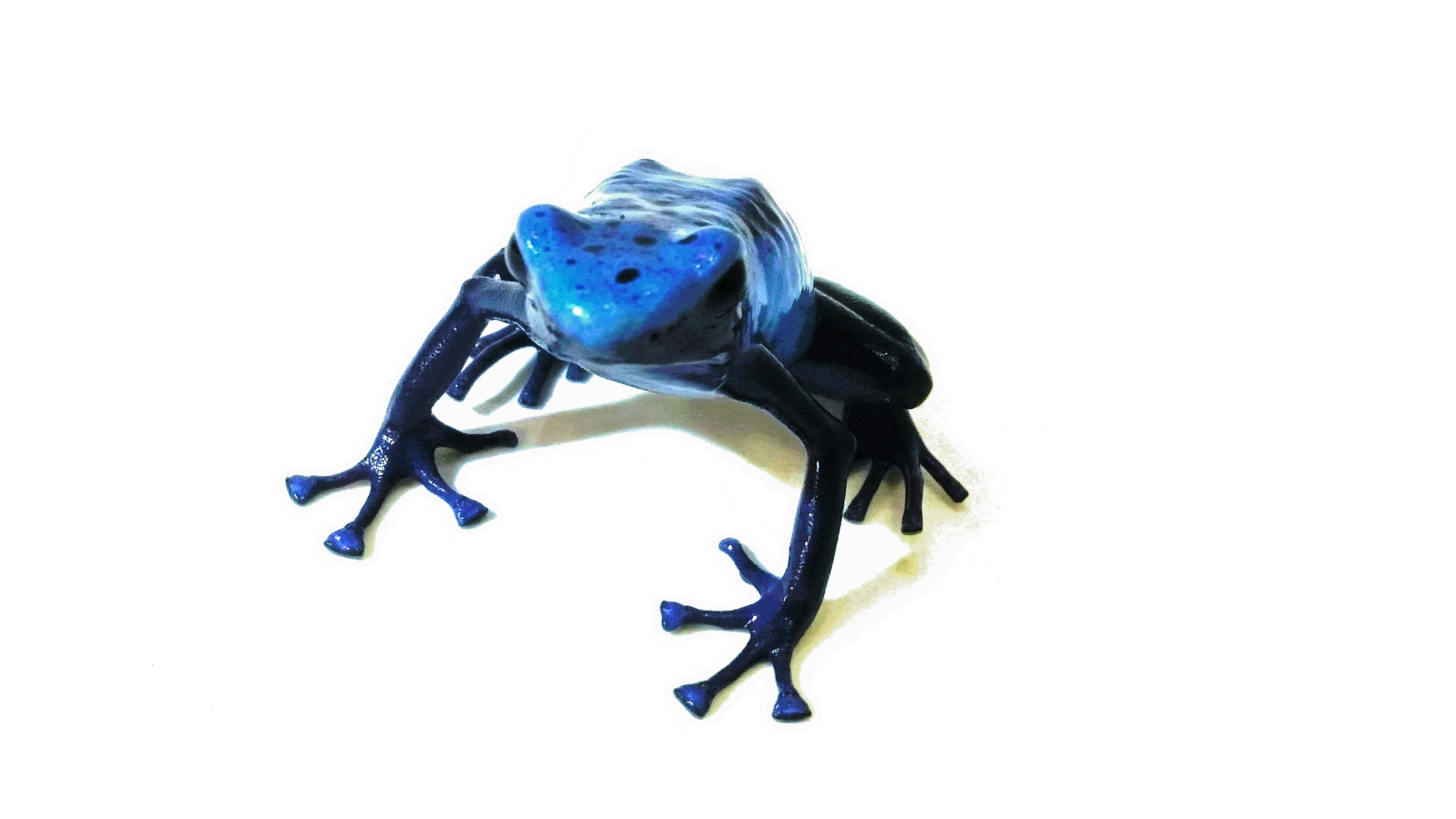 Dendrobates tinctorius azureus