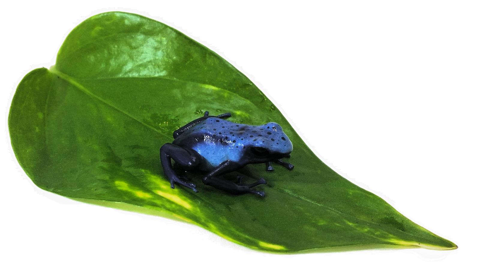 Dendrobates tinctorius azureus