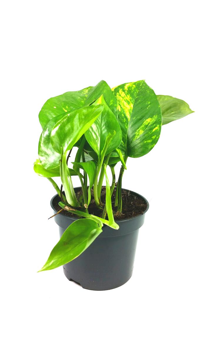 Epipremnum aureum Efeutute