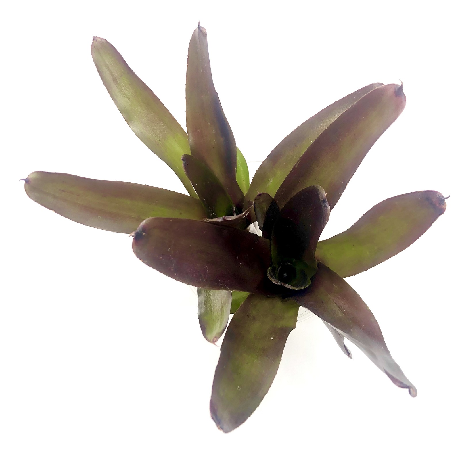 Neoregelia xantipa