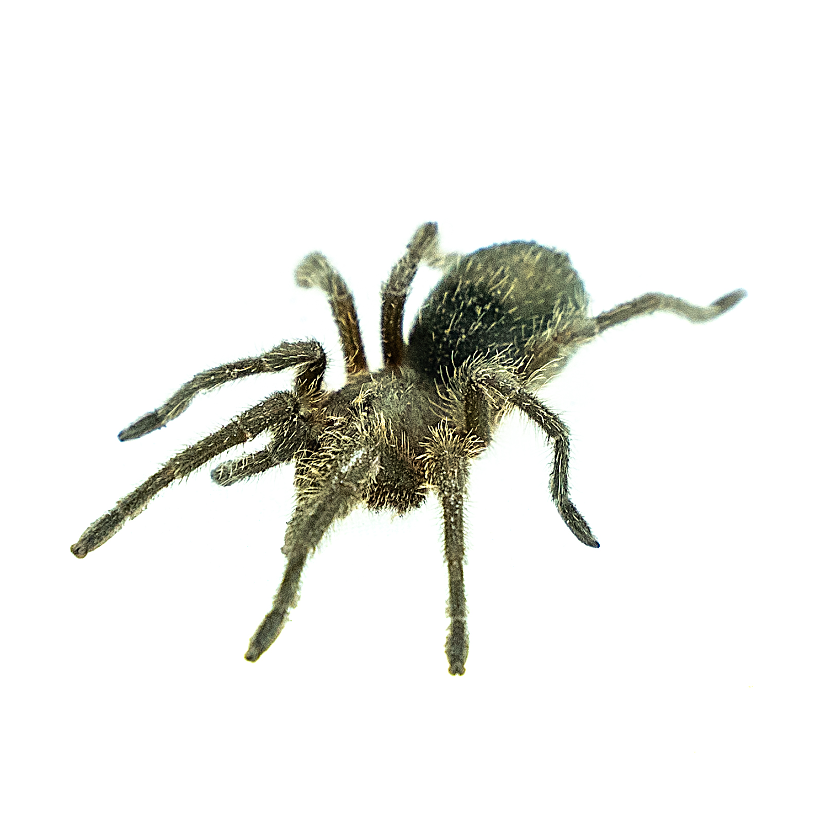 Grammostola pulchra