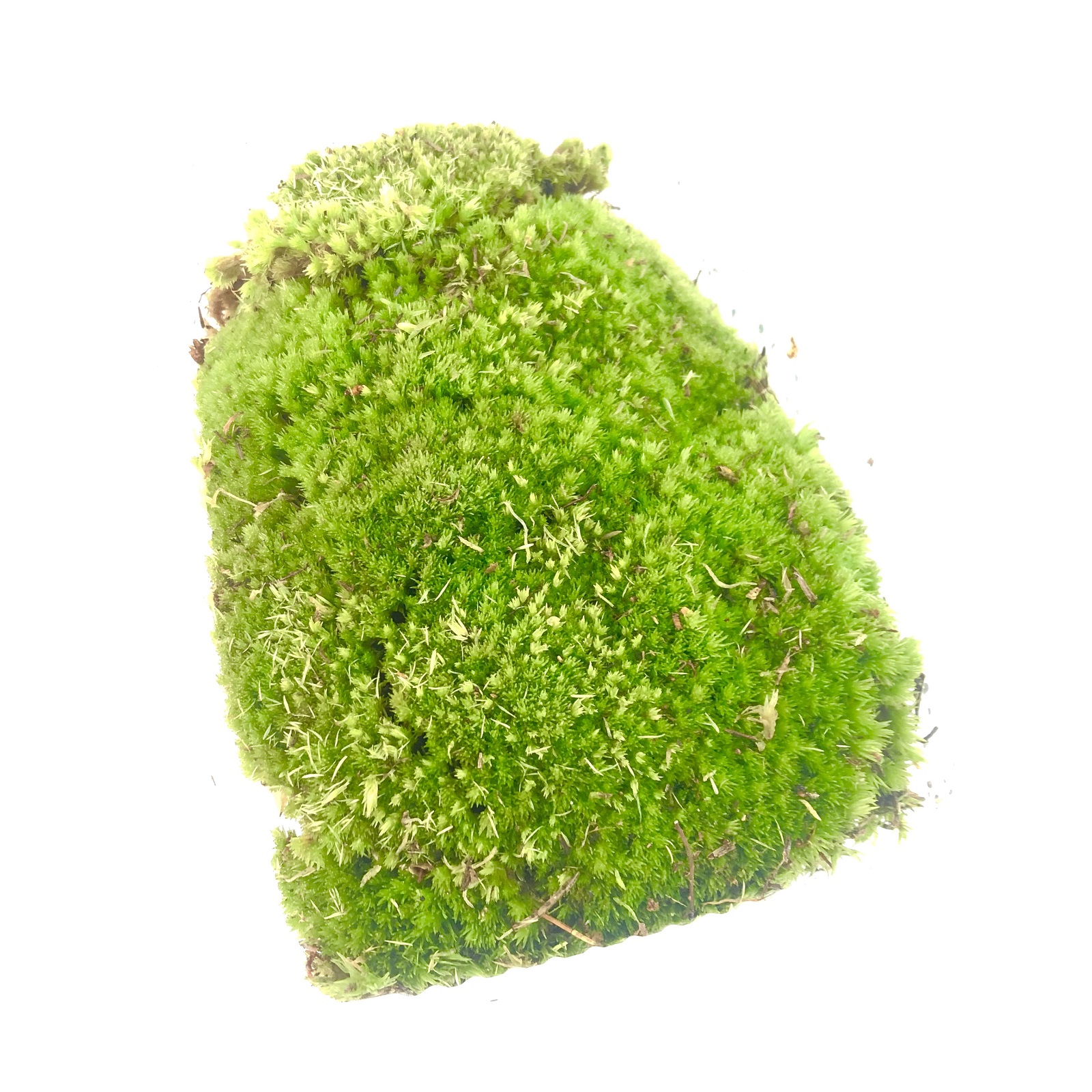 Leucobryum glauca Polsterkissenmoos