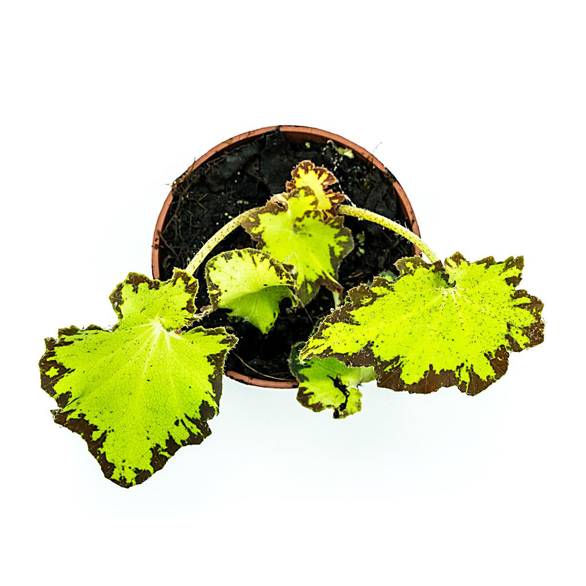 Begonia bowerae