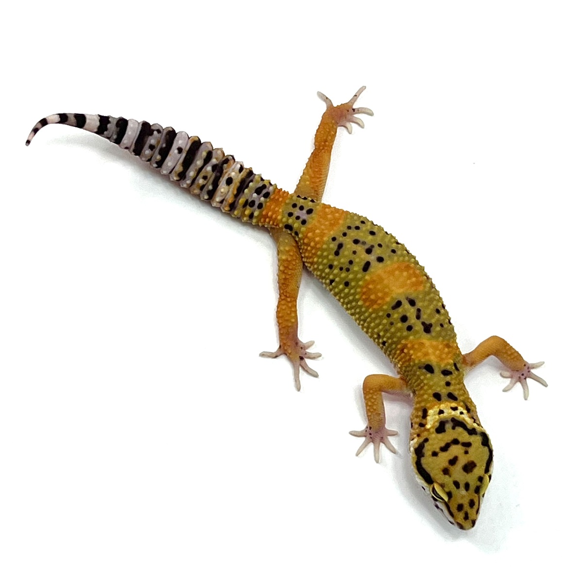 Leopardgecko Clown