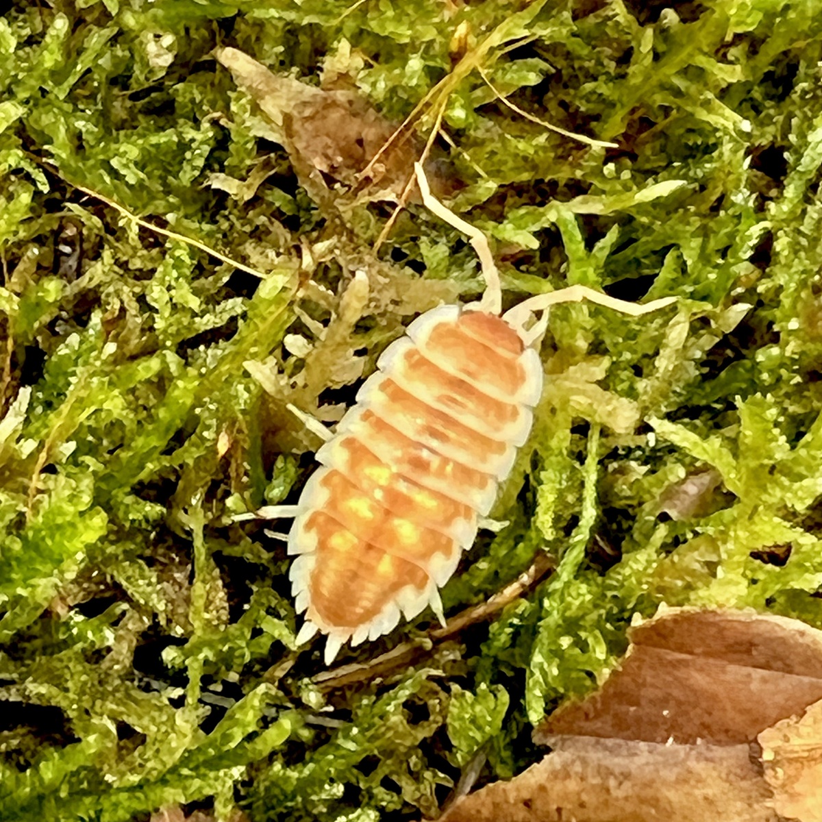 Porcellio ornatus "Tangerine Dream"