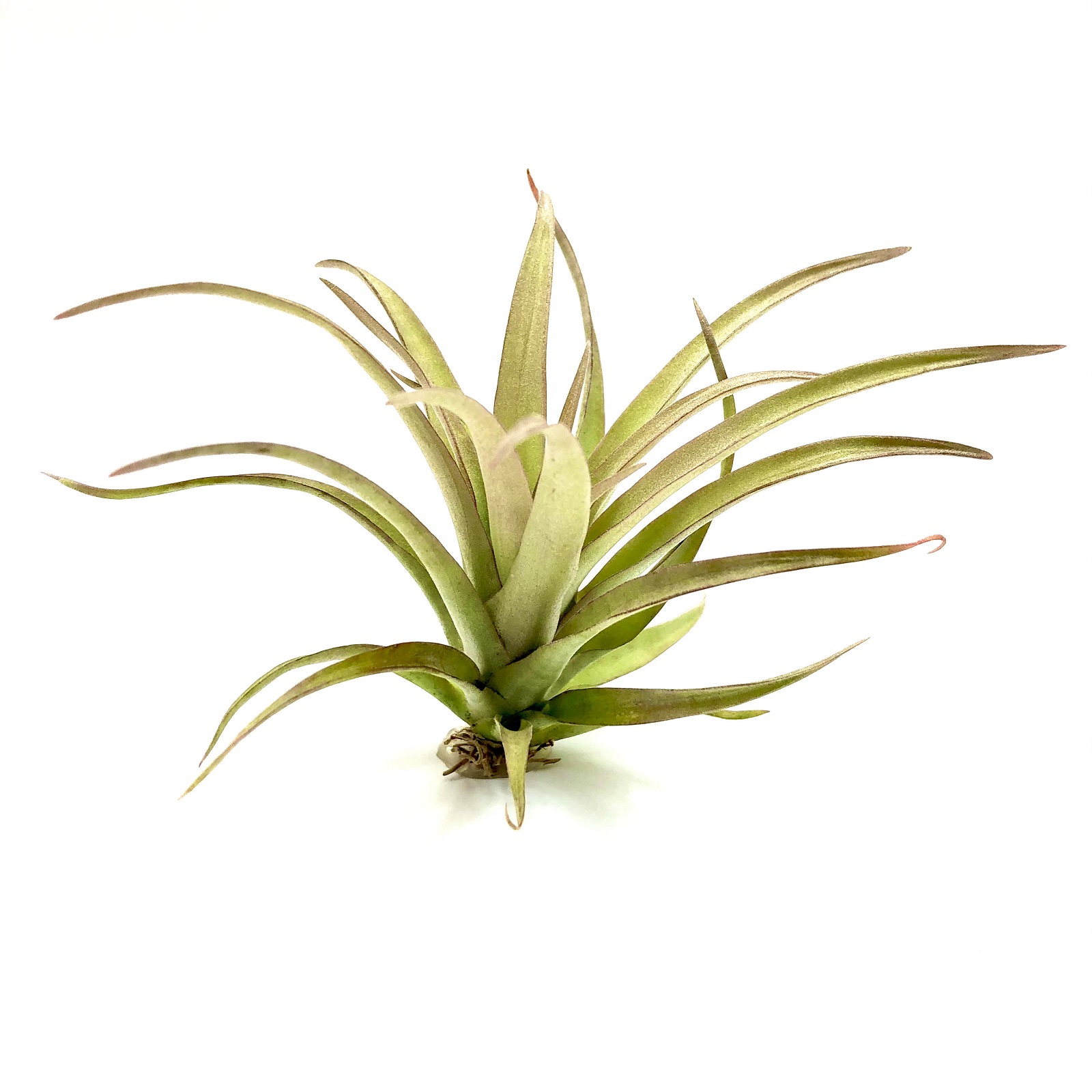 Tillandsia capitata red