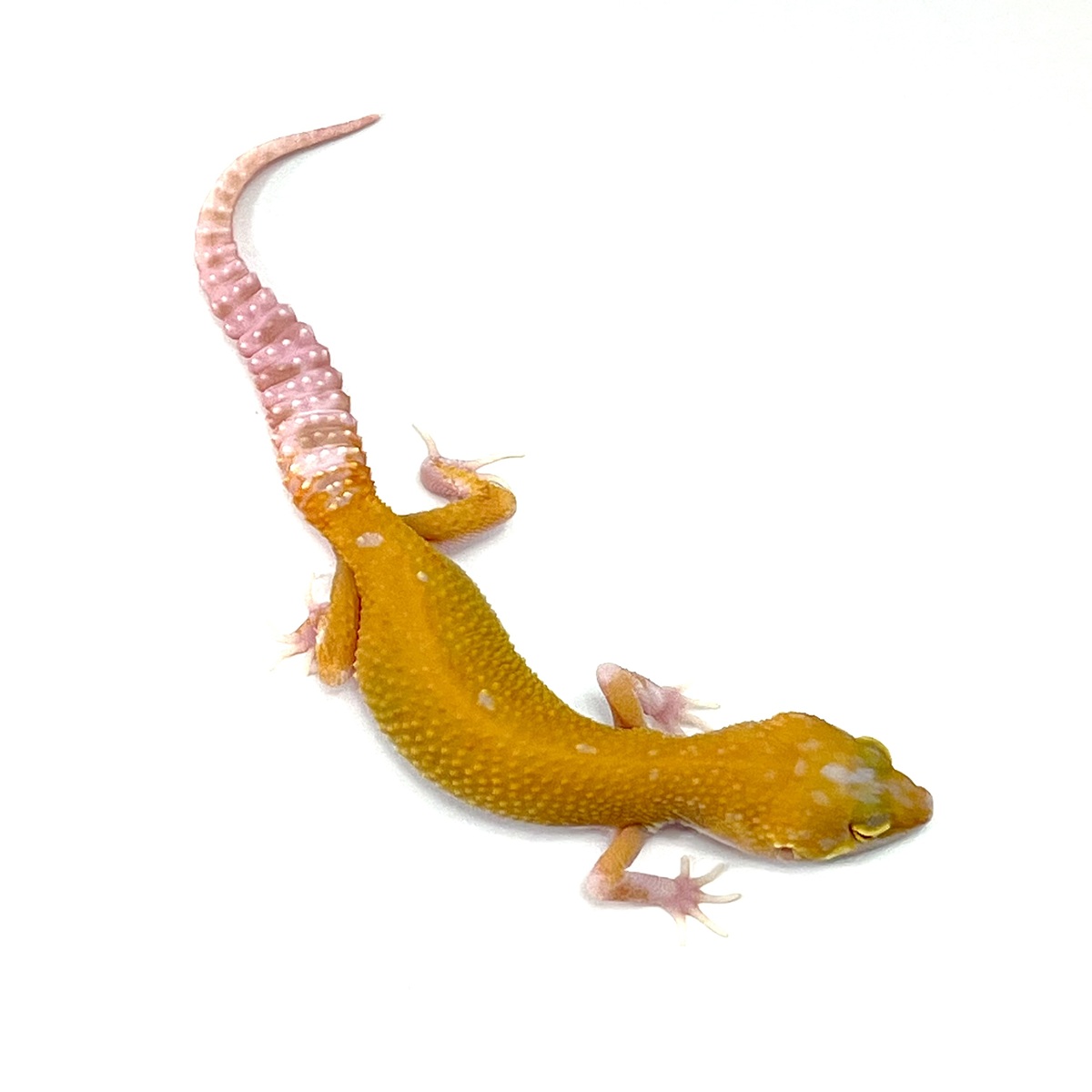 W&Y Eclipse Patternless Tangerine Tremper Albino