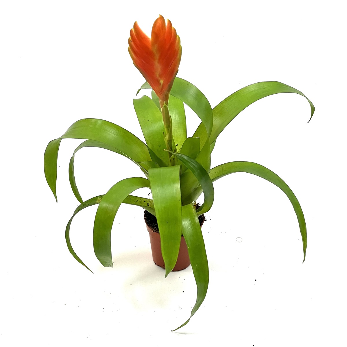 Guzmania orange Sword