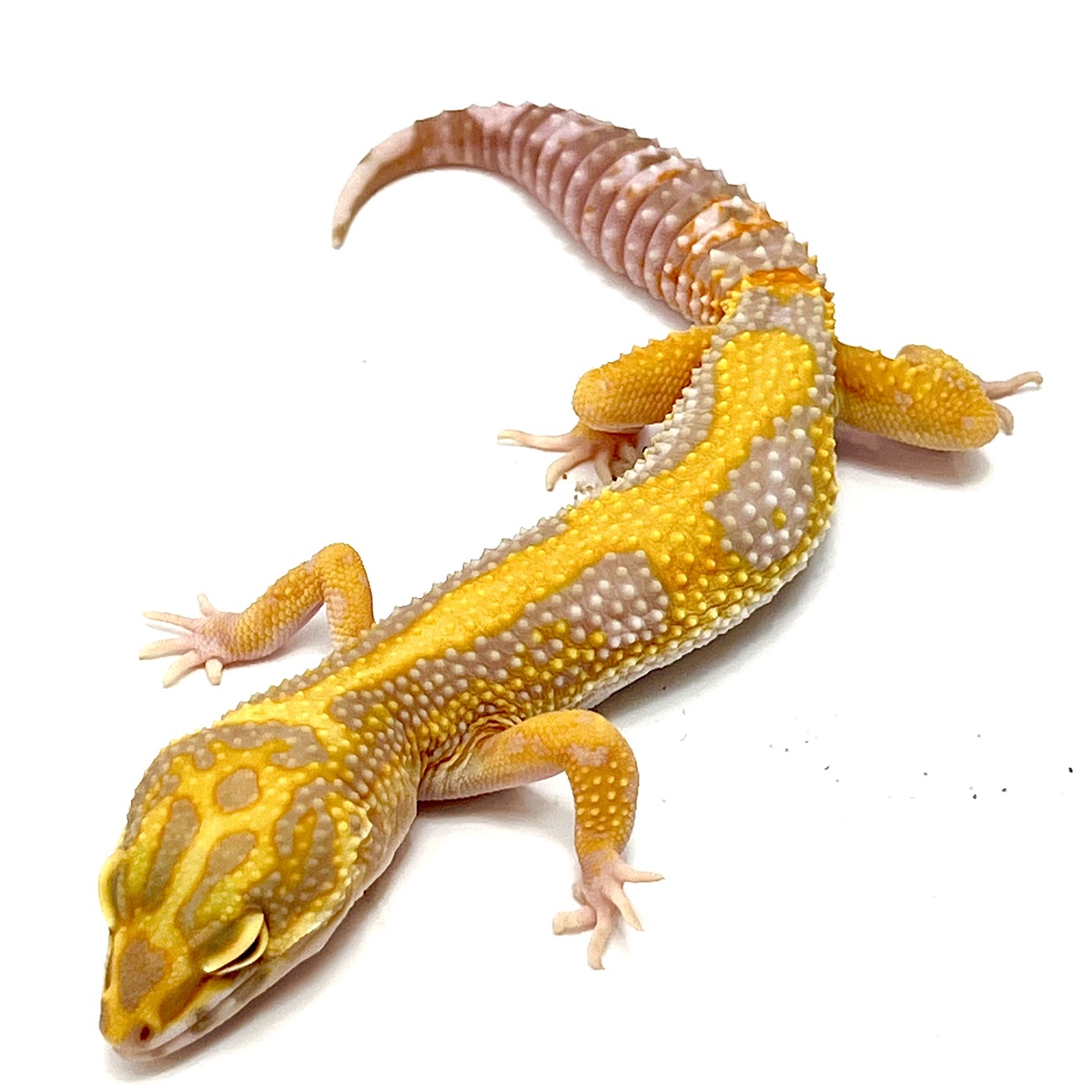 High Contrast Bold Tangerine Tremper Albino Leopardgecko