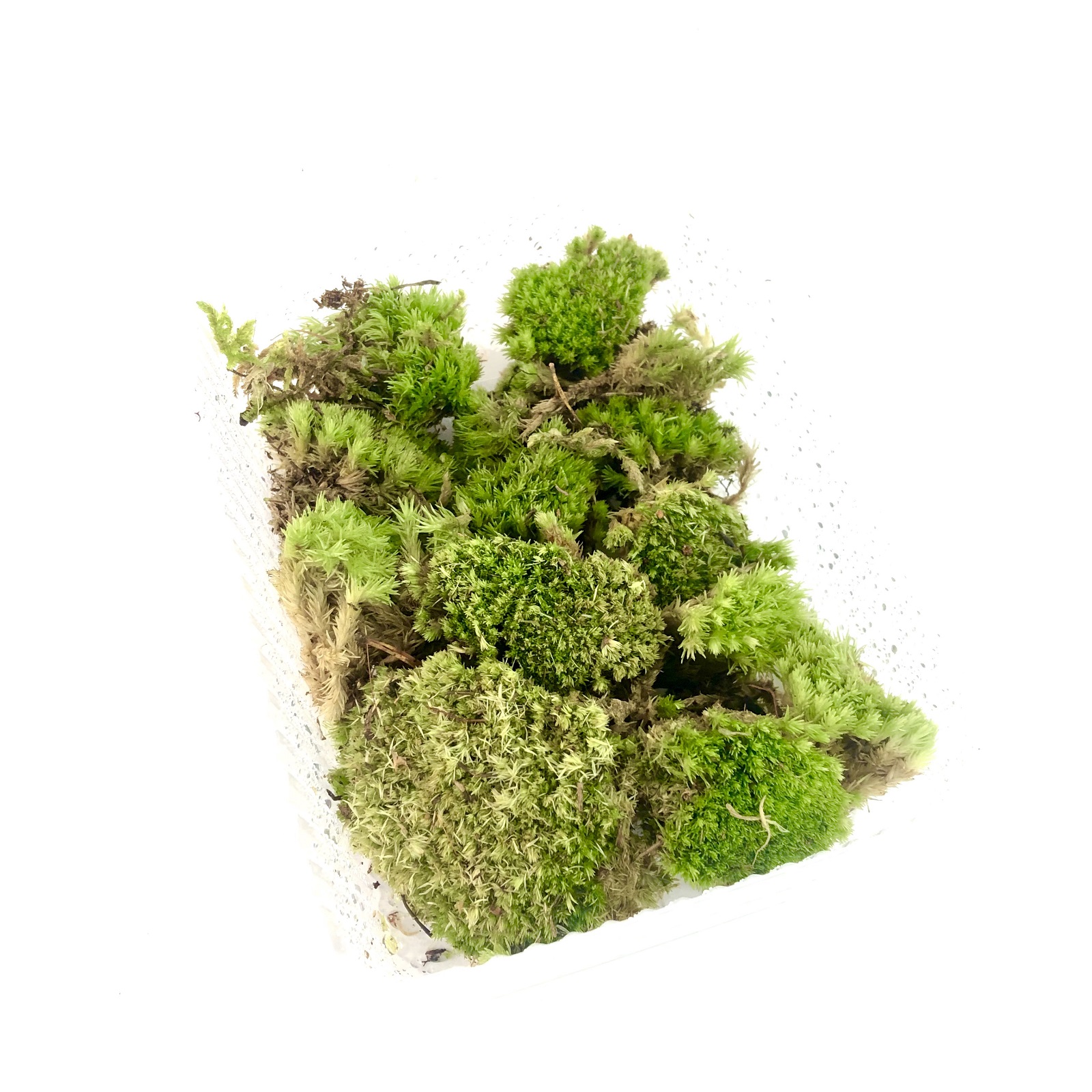 Leucobryum glauca Polsterkissenmoos