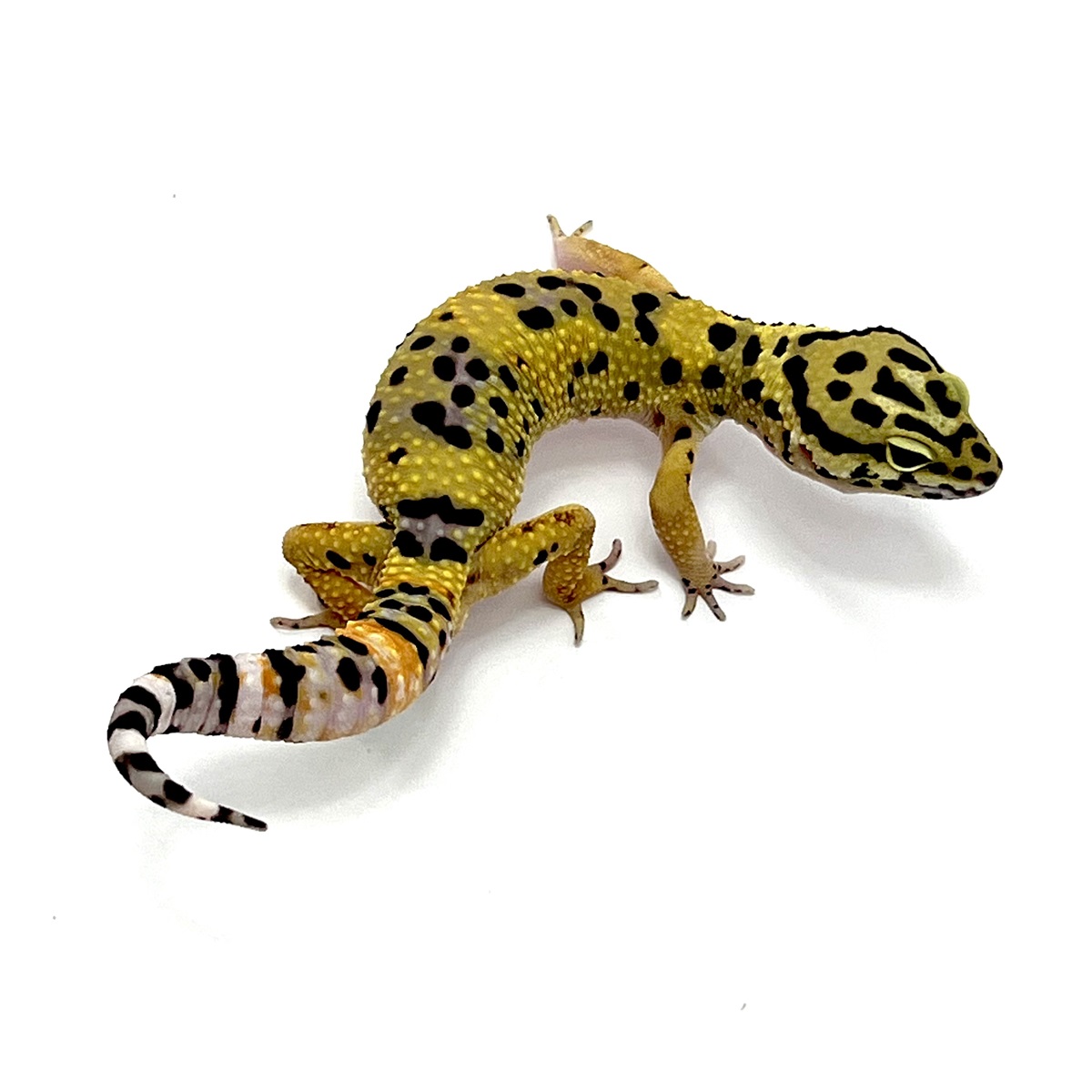 Tangerine BlackNight Leopardgecko