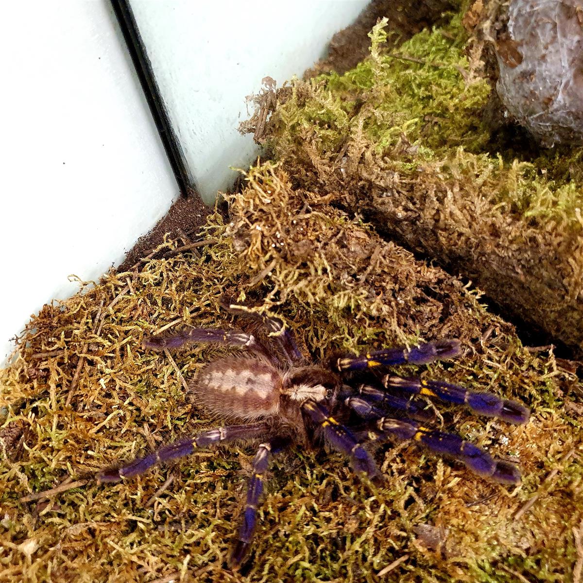 Poecilotheria metallica