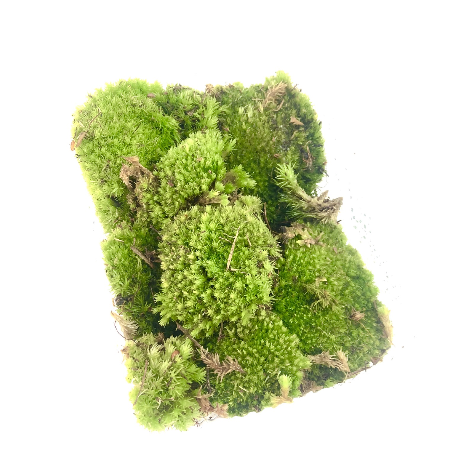 Leucobryum glauca Polsterkissenmoos