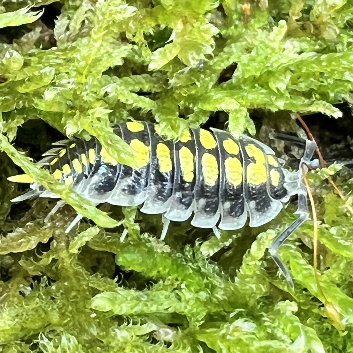 Landasseln Porcellio