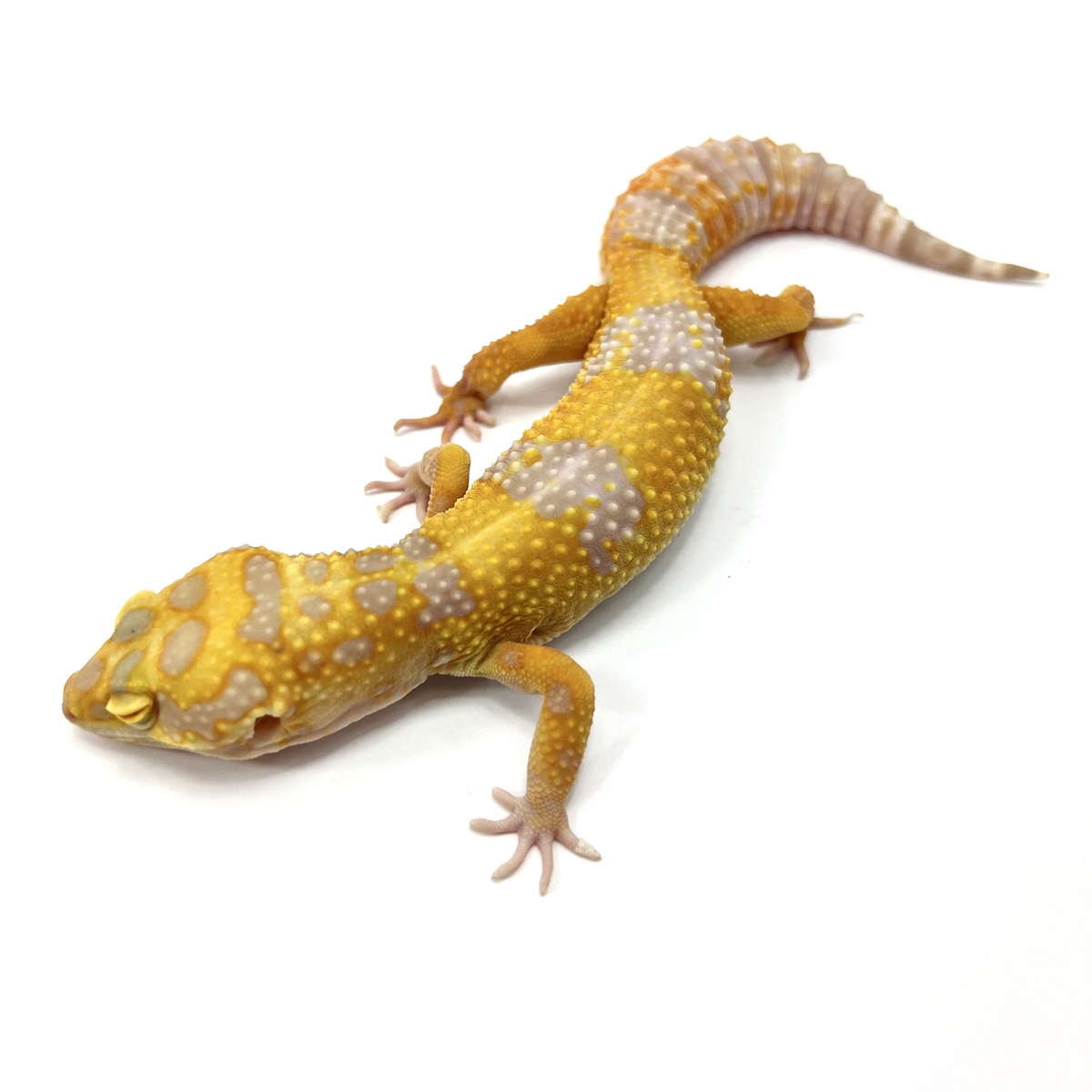 Copper Leopardgecko