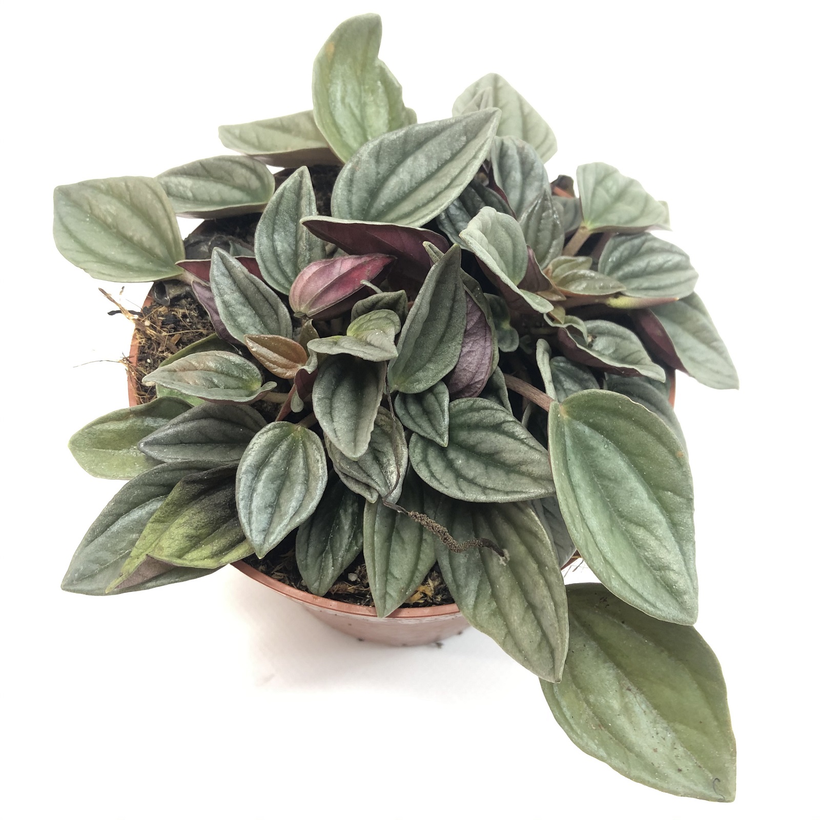 Peperomia santorinii