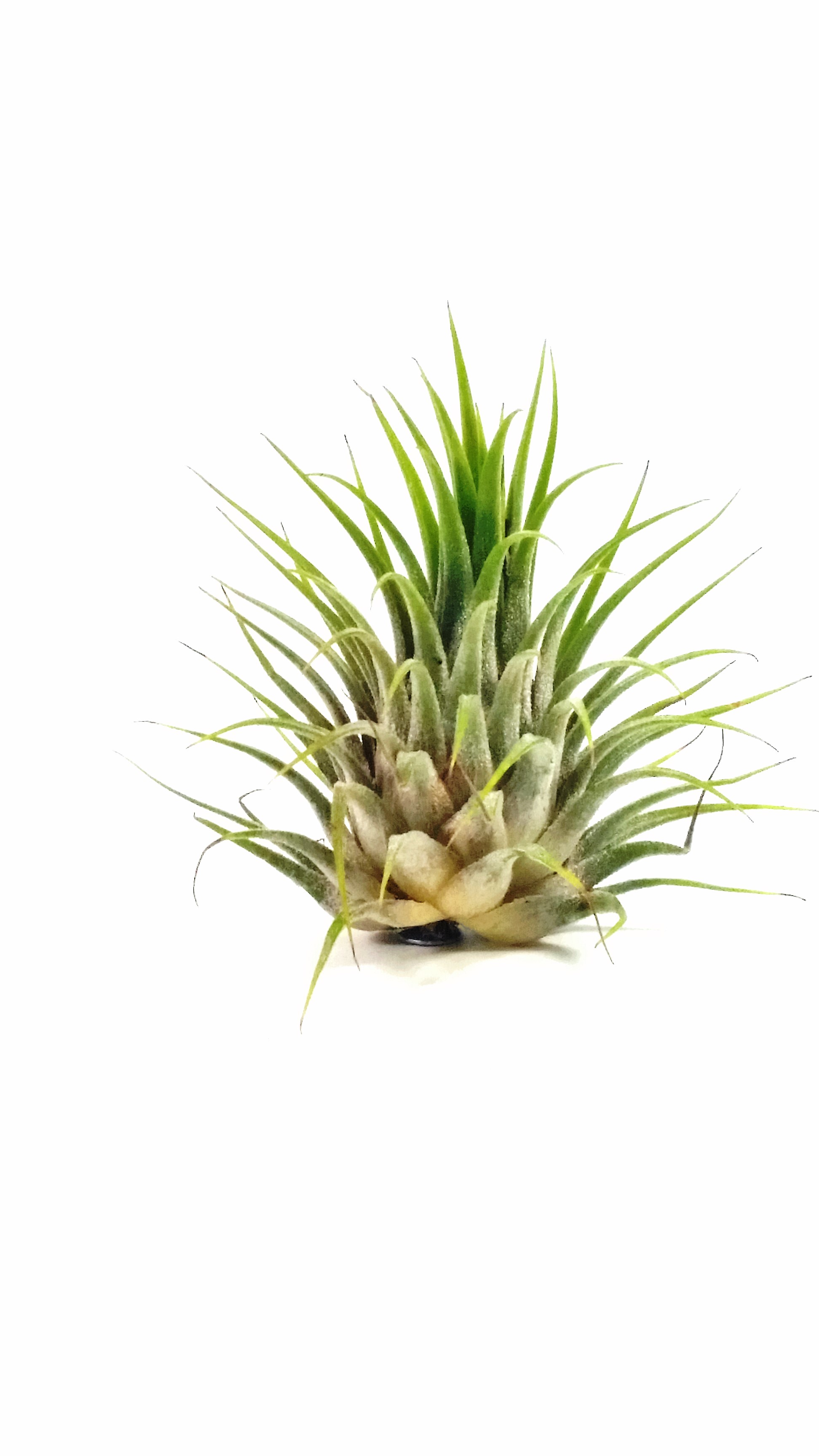 Tillandsia ionantha v. ionantha