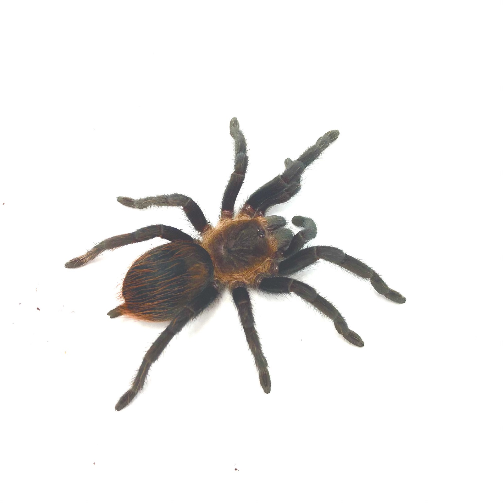 Tliltocatl "Brachypelma" vagans